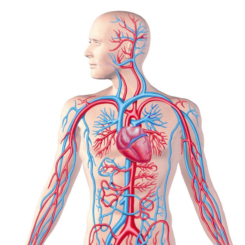Dolaşım sistemi, damar ağı, kırmızı ve mavi damarlar, andülasyon, hhp