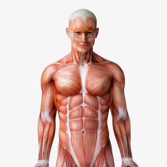 insan anatomisi, human anatomy