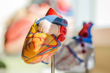 kalp, kardiyovasküler sistem, kalp-damar sistemi, kalp maketi