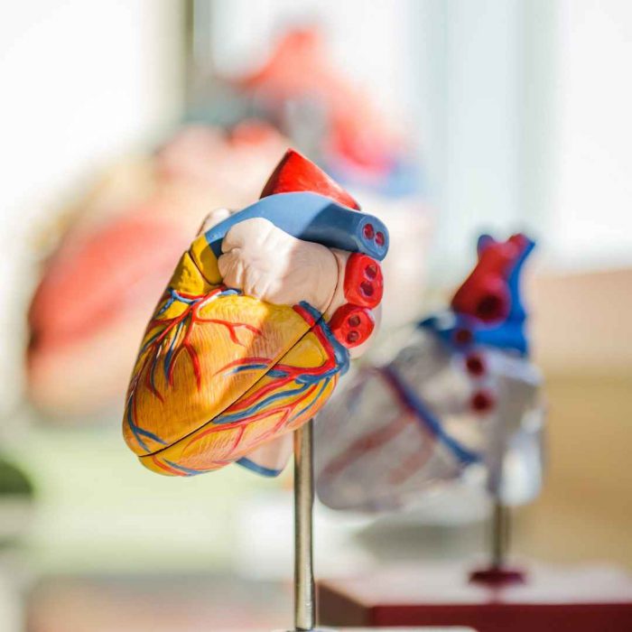kalp, kardiyovasküler sistem, kalp-damar sistemi, kalp maketi