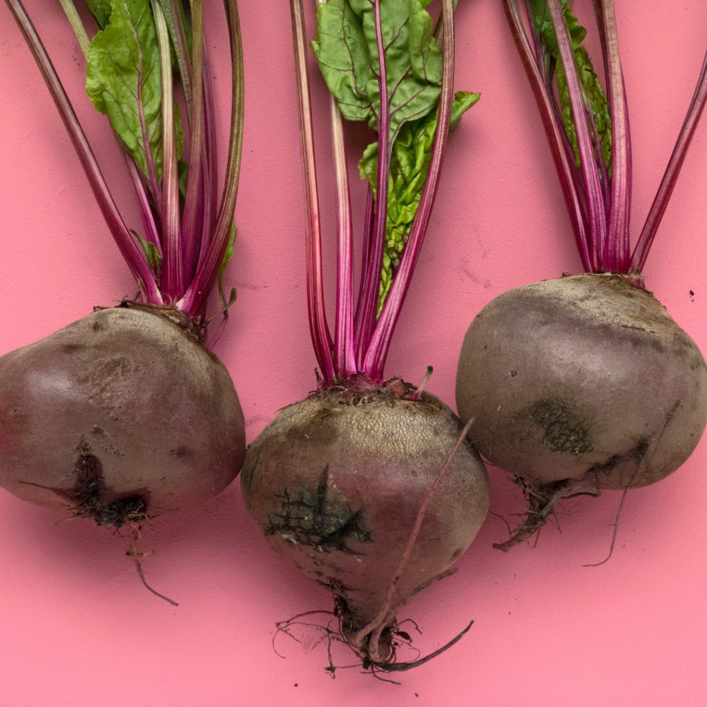 pancar, beet, kırmızı pancar