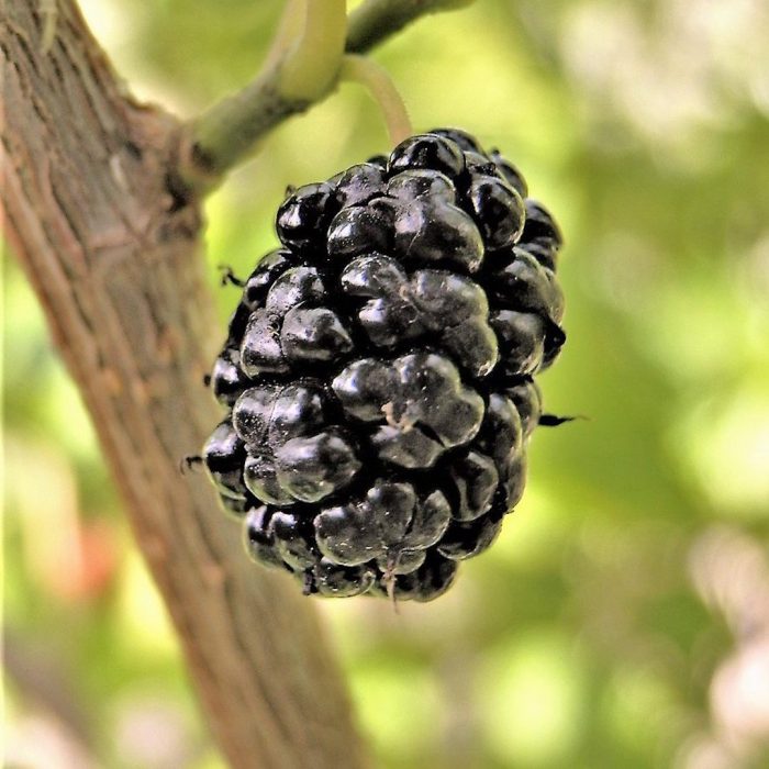 black murberry, karadut, kara dur, Morus nigra