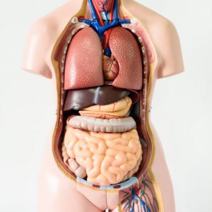 insan vücudu, anatomi, maket, organlar