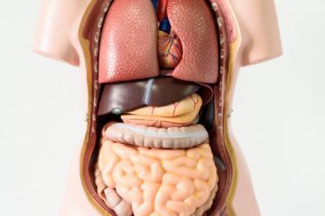 insan vücudu, anatomi, maket, organlar