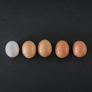 yumurta, sarı yumurta, beyaz yumurta