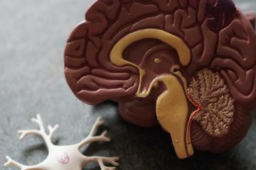 beyin, nöron, sinir
