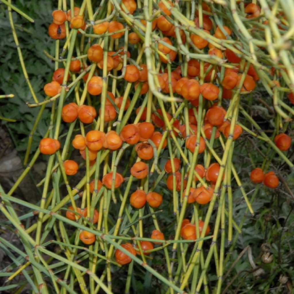 Ephedra Sinica, efedra, ephedra, zayıflama ilaçlarında yasaklanan bitki