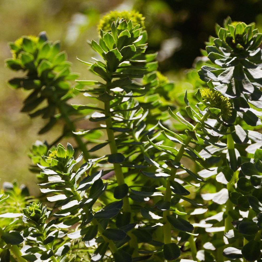 Rhodiola, rhodiola rosea, altınkök, altın kök, sarı gül (2)