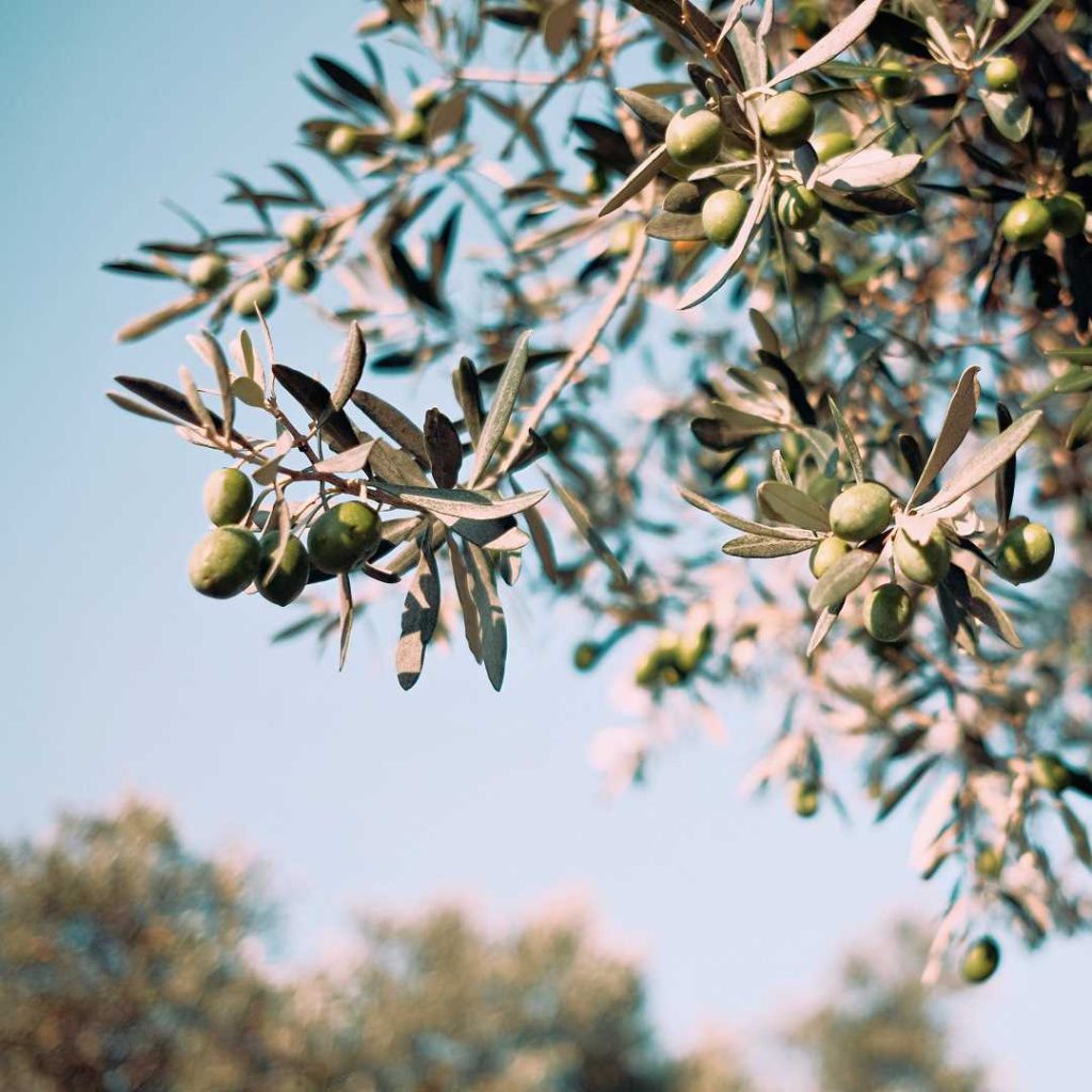 zeytin, zeytin meyvesi, zeytin ağacı