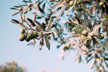 zeytin, zeytin meyvesi, zeytin ağacı