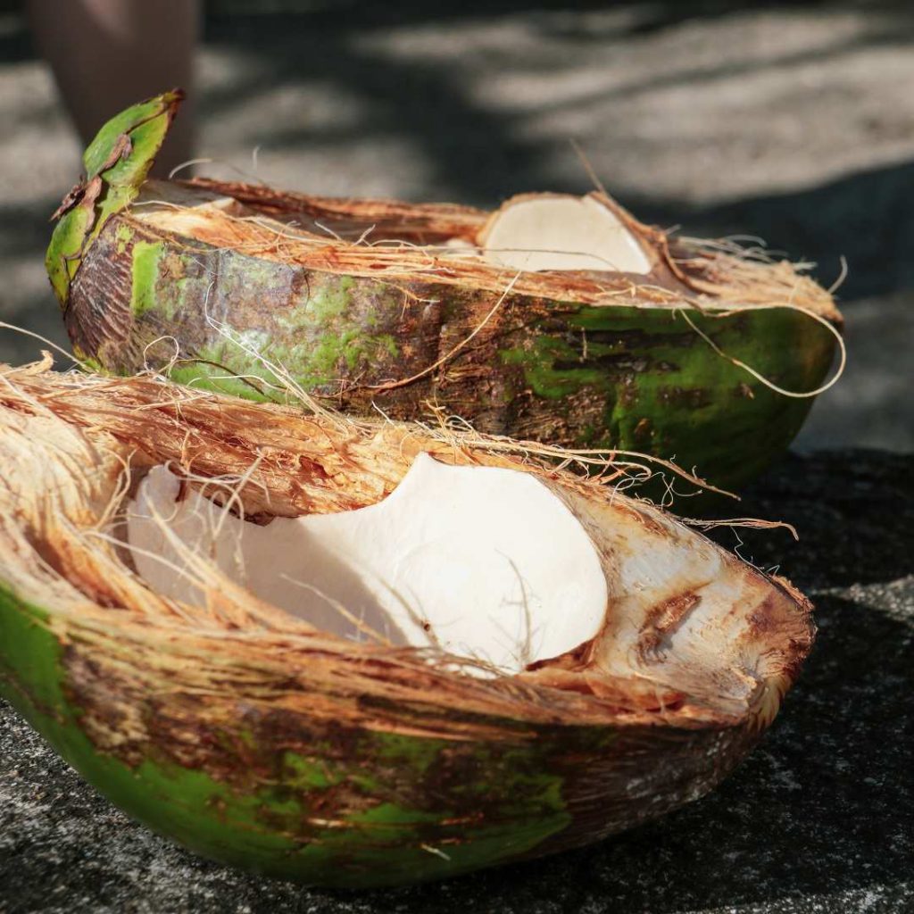 coconut, coco nut, kokonat, Hindistan cevizi, hint cevizi, hindistancevizi suyu