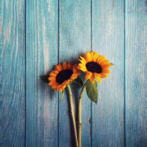günebakan, gündöndü, ay çiçeği, ayçiçeği, sunflower
