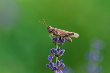 böcek, canlı, Lavandula angustifolia, lavanta, birki, mor, çiçek, yeşil
