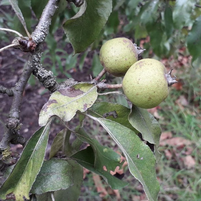 ahlat meyvesi, yaban armut, yemeni meyveler, yaban armudu, çörtük, ahlat ağacı, Pyrus elaeagnifolia-2