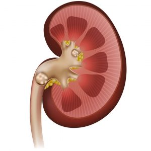 böbrek, iç organlar kidney