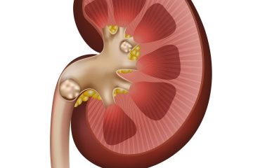 böbrek, iç organlar kidney