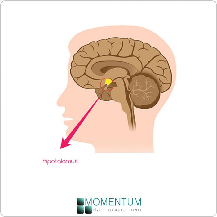 hipotalamus bezi, beyin, bellek, zihin