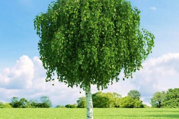 huş ağacı tıbbi bitkisi