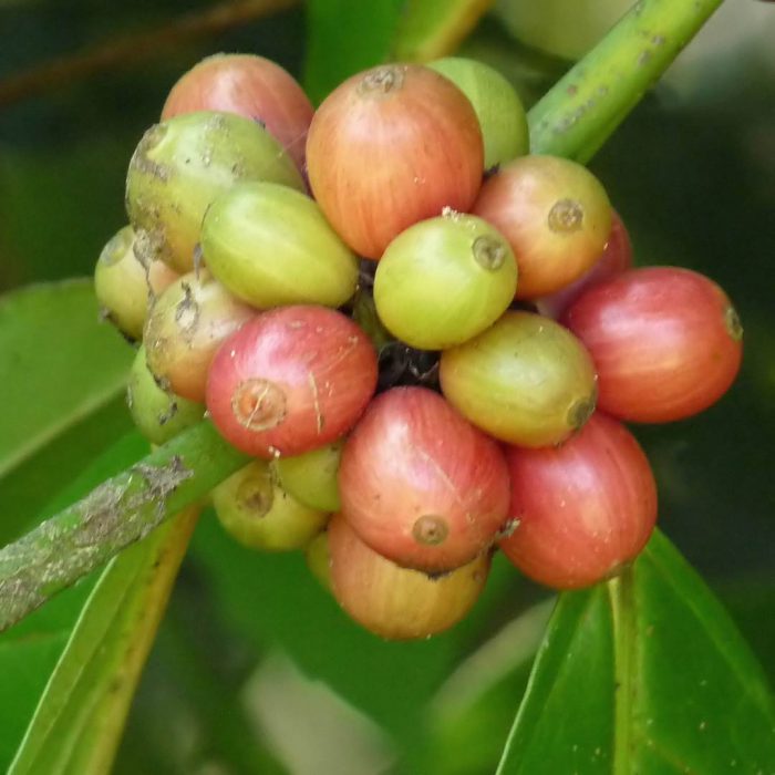 Coffea Canephora (robusta) meyvesi
