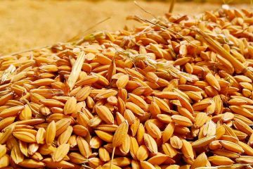 buğday, ekin, tarla, un, yabani buğday, kavulca, kavılca, siyez