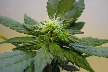 marihuana, kenevir, ot, esrar, haşhaş