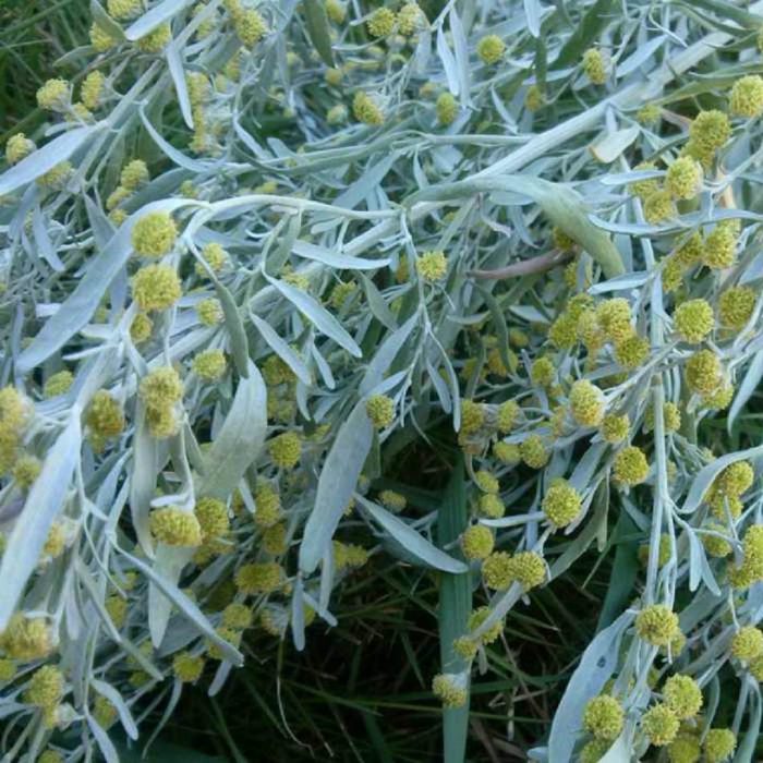 Artemisia absinthium, pelin otu, moksa