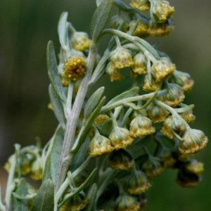 Artemisia absinthium, pelin otu, moksa