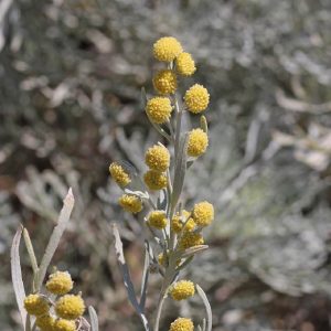 Artemisia absinthium, pelin otu