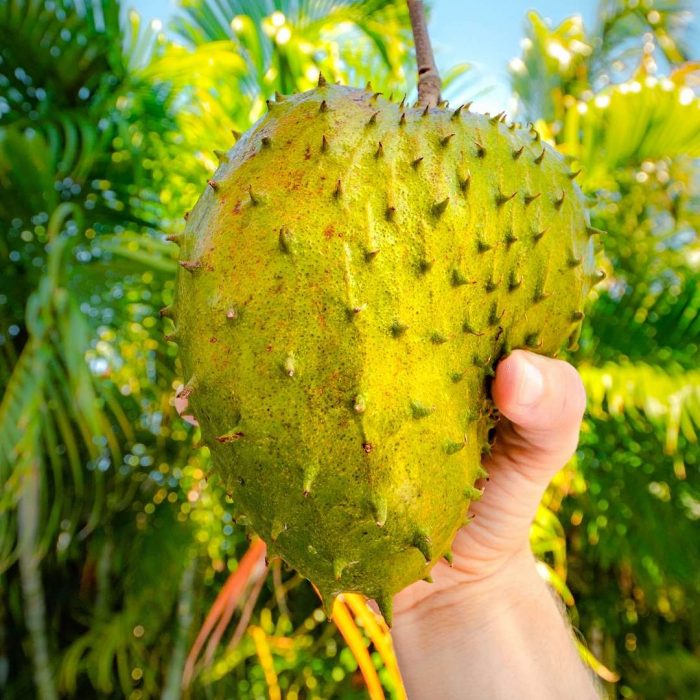 durian meyvesi, tropik meyveler, değişik meyva isimleri