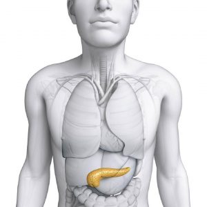 pankreas, organlar