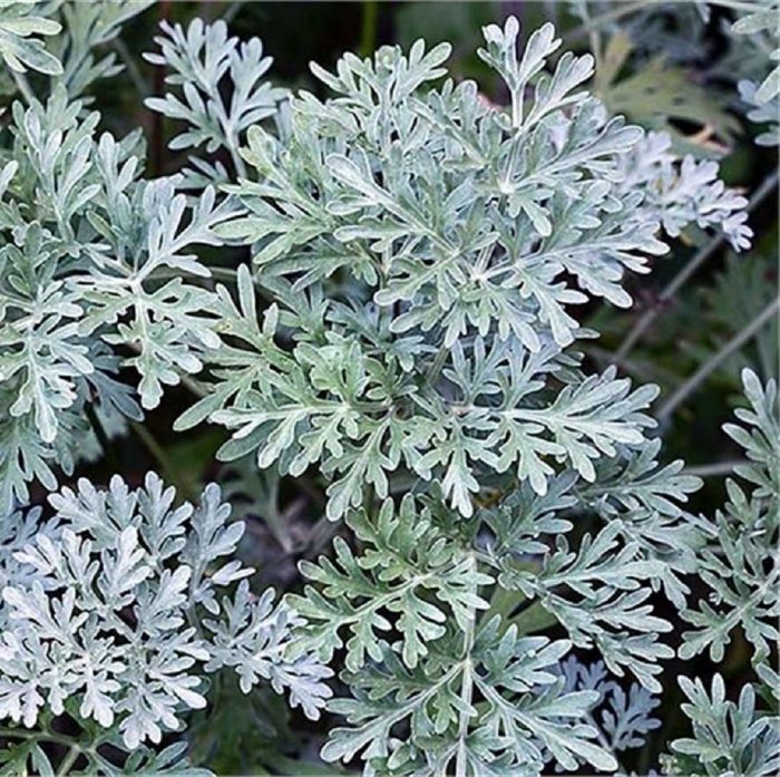 Artemisia absinthium, pelin otu