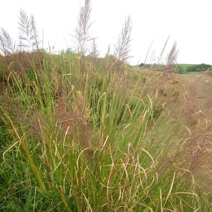 Chrysopogon zizanioides