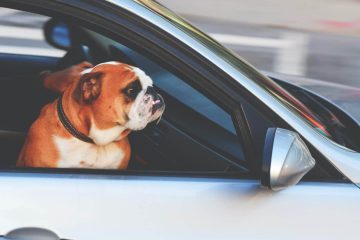 araba, araç, trafik, köpek, hız, sürücü