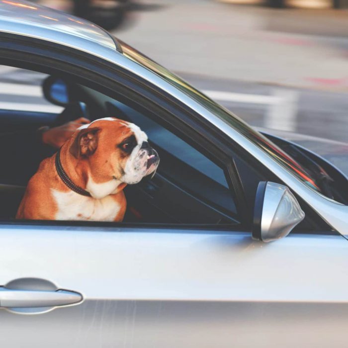 araba, araç, trafik, köpek, hız, sürücü