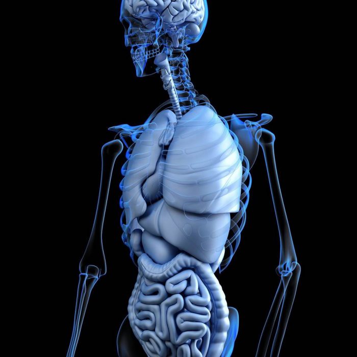 insan anatomisi, vücut, anatomi, fizyoloji, organlar, sistem