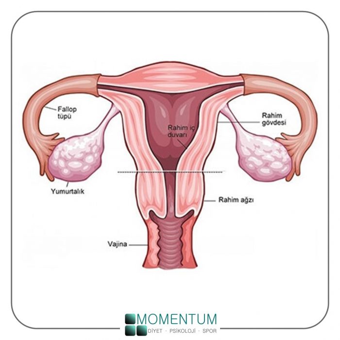 kadın üreme organı, rahim, uterus