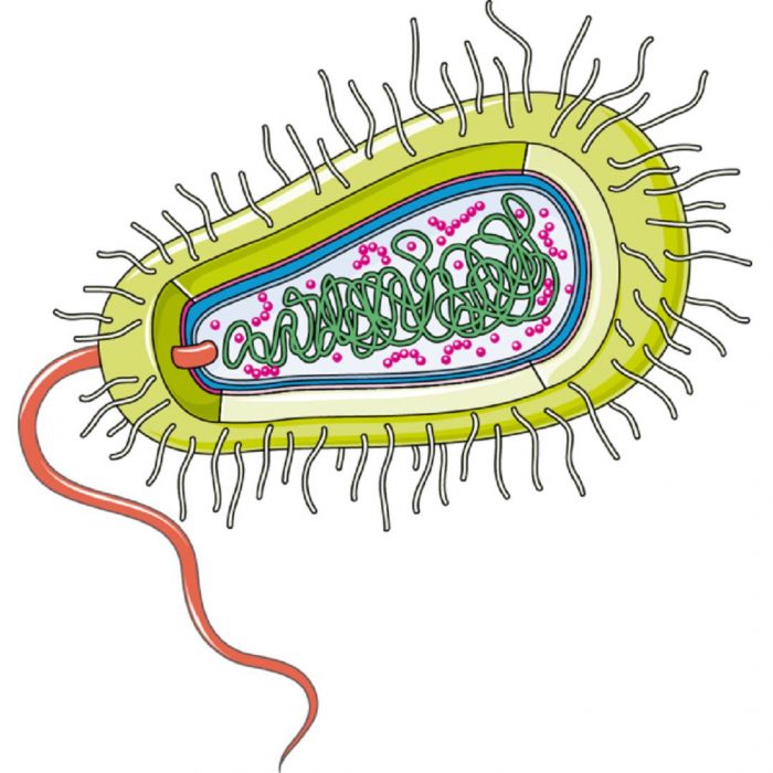 Bir bakteri hücresi
