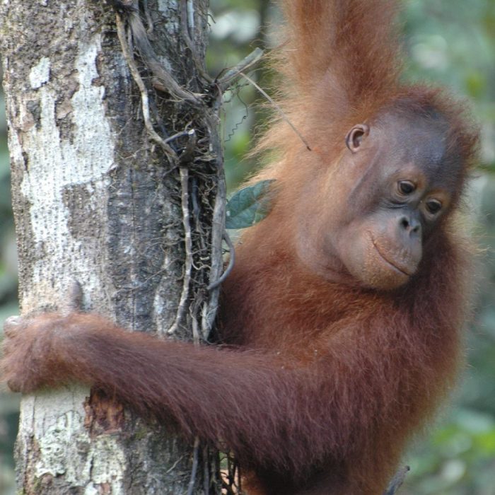 Borneo orangutanı