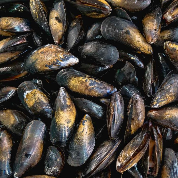 mussel, midye, kabuklu su üürnleri, yumuşakça