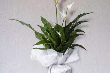 barış çiçeği, salon bitkileri