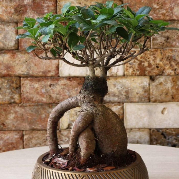 bonsai ağacı, salon bitkileri