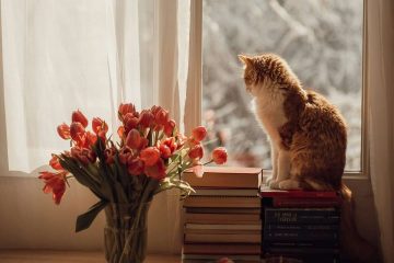 salon bitkisi, çiçek, ev, kedi