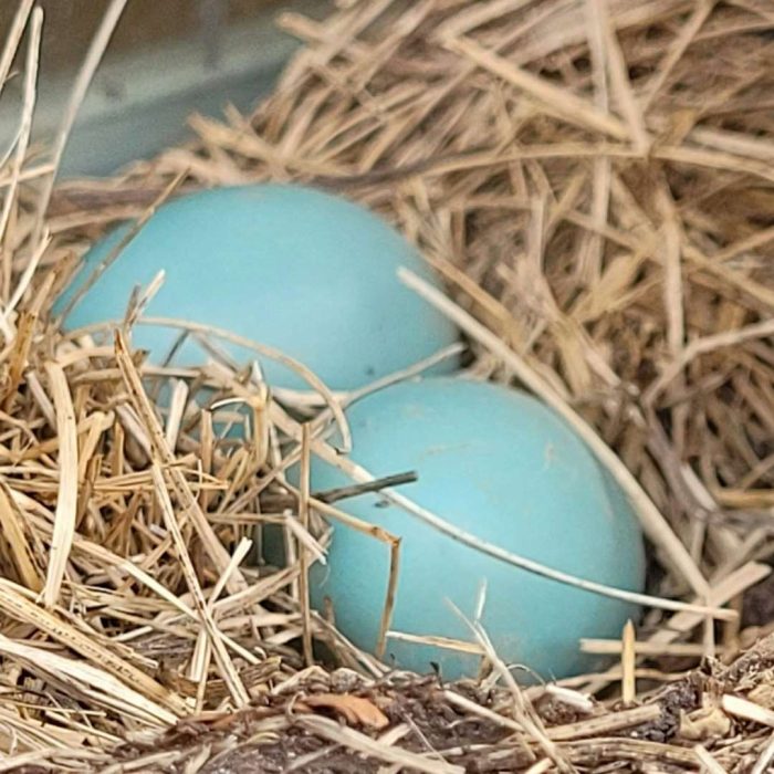 türkuaz yumurta, mavi yumurta, tavuk yumurtası çeşitleri, değişik renkteki yumurta