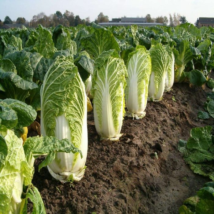 Çin lahanası, çin marul