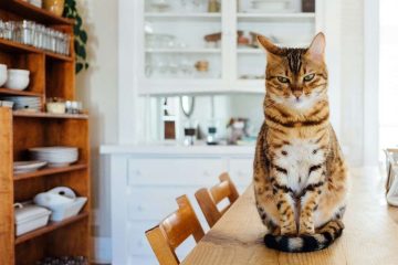 evcil hayvan, tekir kedi, pet