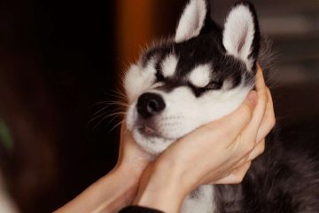 köpek, husky köpeği, sibirya kurdu