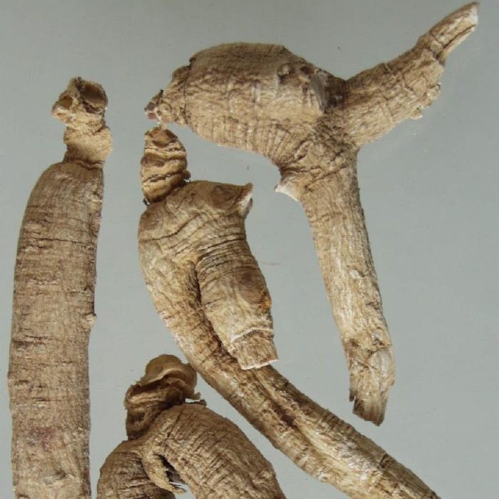 Panax quinquefolius, Amerikan ginsengi