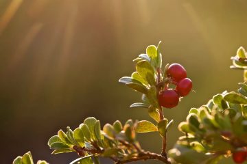 Arctostaphylos uva-ursi, uva ursi, ayı üzümü
