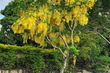cassia fistula, hıyarşembe, altın yağmur, hıyarşembe, altın duş bitkisi