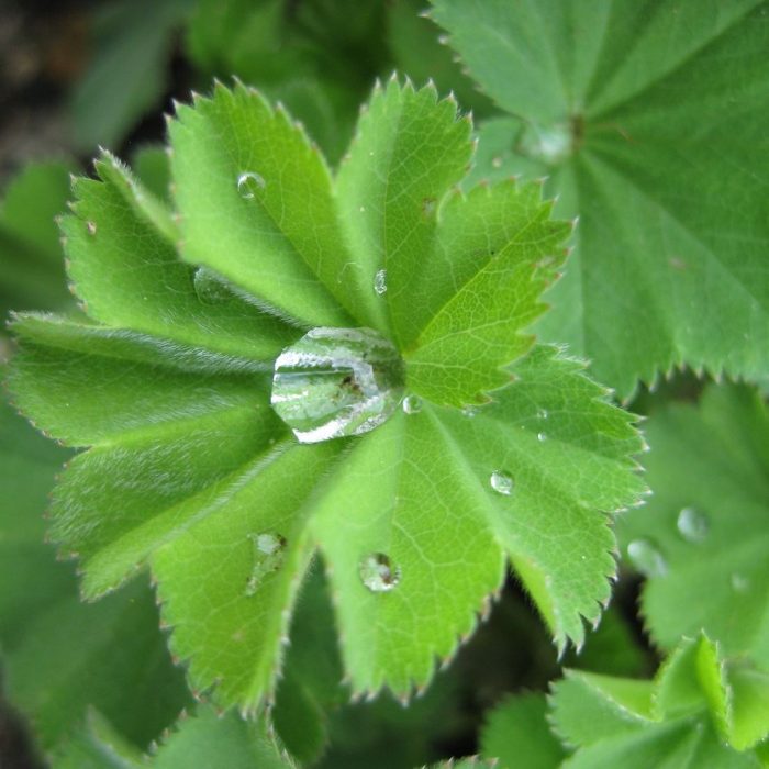 Alchemilla vulgaris, aslanpençesi